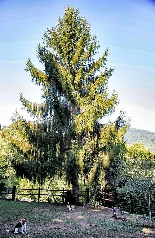 Bed and breakfast B&B La Capanna Rossa San Romolo Italia